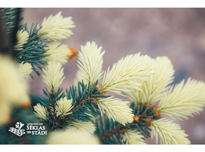 Picea pungens   'Bialobok'